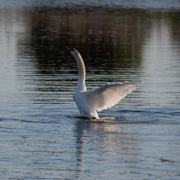 Озере Mute Swan Cygnus Olor Распростертыми Крыльями Демонстрирующими Детали Красоту — стоковое фото