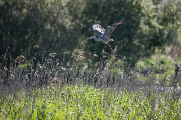 Vacker Bild Grey Heron Ardea Cinerea Flygning Över Våtmarker Landskap — Stockfoto