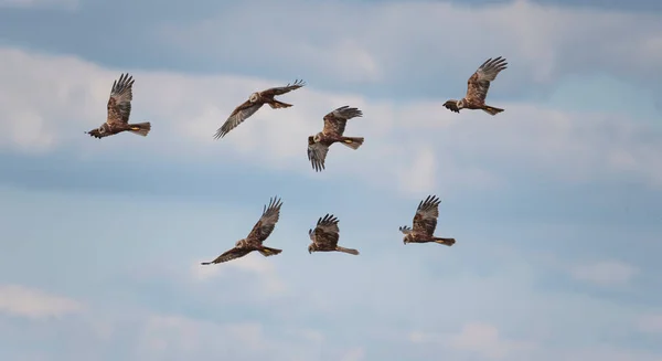 Marsh Harrier Sirki Nin Güzel Görüntüsü Aeruginosus Yırtıcısı Bahar Aylarında — Stok fotoğraf