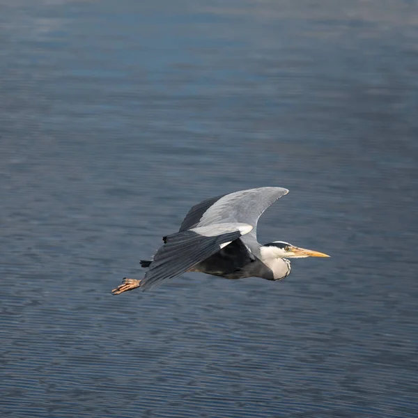 Beautiful Image Grey Heron Ardea Cinerea Flight Wetlands Landscape Spring — Stock Photo, Image