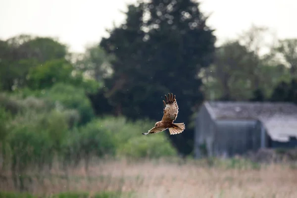 Beautiful Image Marsh Harrier Circus Aeruginosus Raptor Flight Hunting Food — Stock Photo, Image