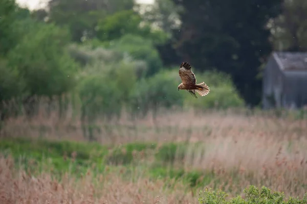 春天里 沼泽哈丽尔环形山猛禽在湿地上空觅食的美丽画面 — 图库照片