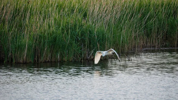 Preciosa Imagen Hermosa Gran Grulla Blanca Ardea Alba Vuelo Sobre —  Fotos de Stock