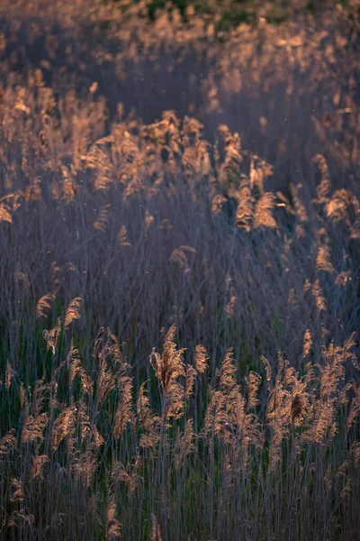 Güzel Yaz Günbatımını Somerset Düzlüklerindeki Sazlıklar Üzerinde Hisset Polenli Sulak — Stok fotoğraf