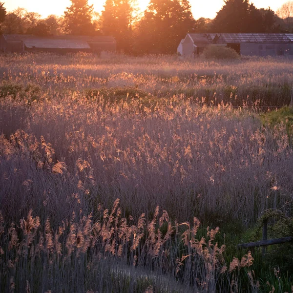 Beautiful Summer feel landscape of sunset over reed beds in Somerset Levels wetlands with pollen and insects in the air backlit agaisnt setting sun