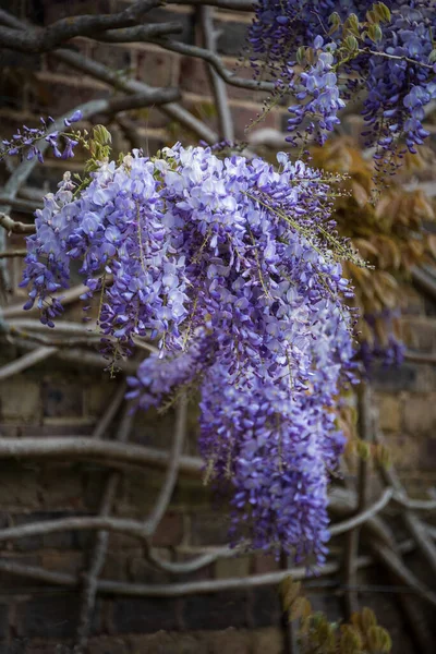 Schöne Landschaft Bild Der Nahaufnahme Von Bunten Lebendigen Wisteria Kletterpflanze — Stockfoto