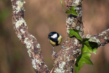 Beautiful Spring landscape image of Great Tit bird Parus Major in forest setting with colorful vibrant colors