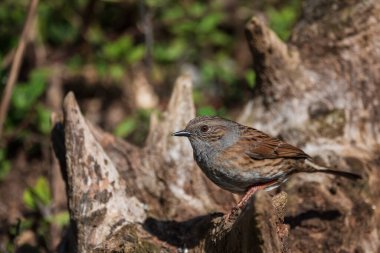 Wren kuşunun güzel canlı görüntüsü Troglodytes Aedon 'un Bahar Ormanı manzarası.
