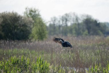 Gri Heron Ardea Cinerea 'nın baharda sulak arazide uçuşan güzel bir görüntüsü.
