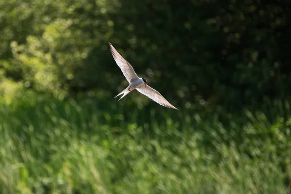 Hermosa Imagen Common Tern Sterna Hirunda Vuelo Con Ala Abierta —  Fotos de Stock