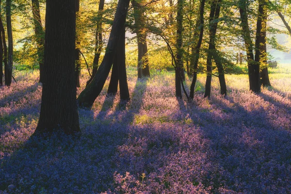 Impresionante Majestuosa Primavera Bluebells Bosque Amanecer Inglés Campo Hyacinthoide Non — Foto de Stock