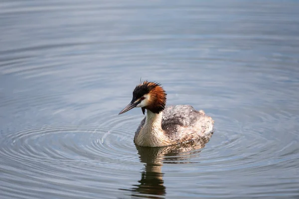 Beautiful portrait of colorful Great Crested Grebe Podiceps Cristatus on water in lake in Spring