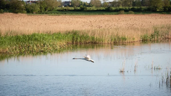 Pequeno Bando Cisnes Mudos Cygnus Olor Voo Sobre Paisagem Das — Fotografia de Stock