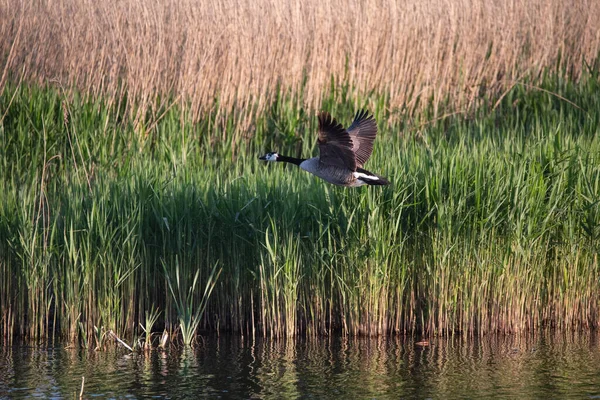 Kanada Goose Branta Canadensis Tar Fart Över Sjön Våren — Stockfoto