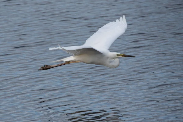 Υπέροχη Εικόνα Του Όμορφου Great White Egret Ardea Alba Πτήση — Φωτογραφία Αρχείου