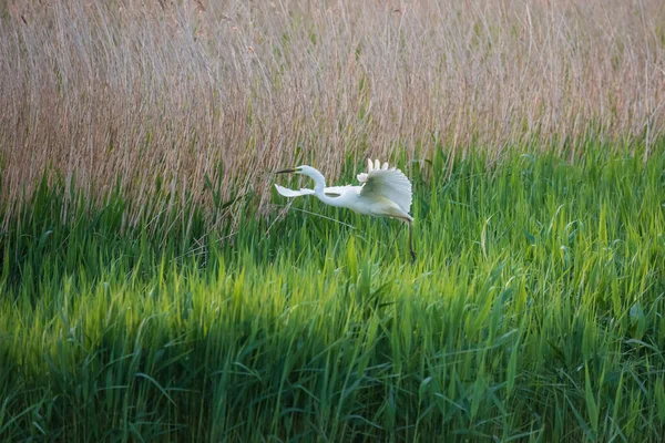 Lovely Image Beautiful Great White Egret Ardea Alba Flight Wetlands — Stock Photo, Image