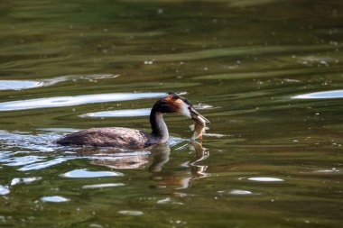Great Crested Grebe Podiceps Cristatus 'un güzel bir görüntüsü.