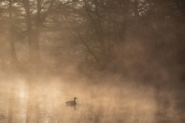 Stunning landscape image of Canada Goose at sunrise mist on urban lake with sun beams streaming through tress lighting up water surface