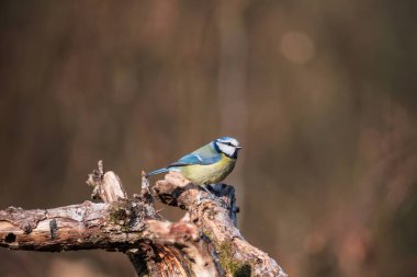 Beautiful Spring landscape image of Blue Tit Cyanistes Caeruleus bird in forest perched on tree branch