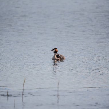 Great Crested Grebe Podiceps 'in güzel bir görüntüsü.