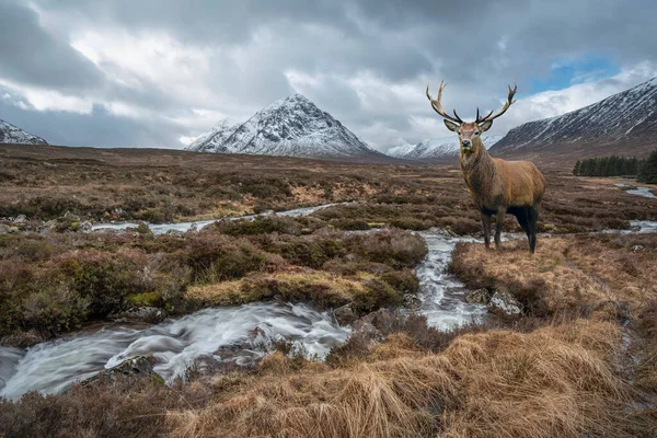 Imagem Composta Veado Vermelho Bela Paisagem Inverno Imagem River Etive — Fotografia de Stock