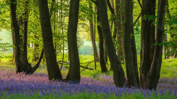 Impressionante Majestoso Primavera Bluebells Floresta Nascer Sol Campo Inglês Hyacinthoide — Fotografia de Stock