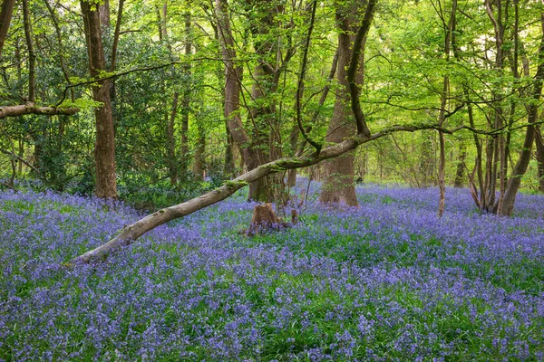 Stunning Majestic Spring Bluebells Forest Sunrise English Countryside Hyacinthoide Non — Fotografia de Stock