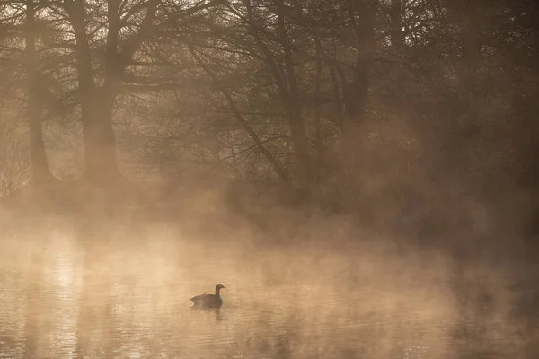 Stunning Landscape Image Canada Goose Sunrise Mist Urban Lake Sun — Stock Photo, Image