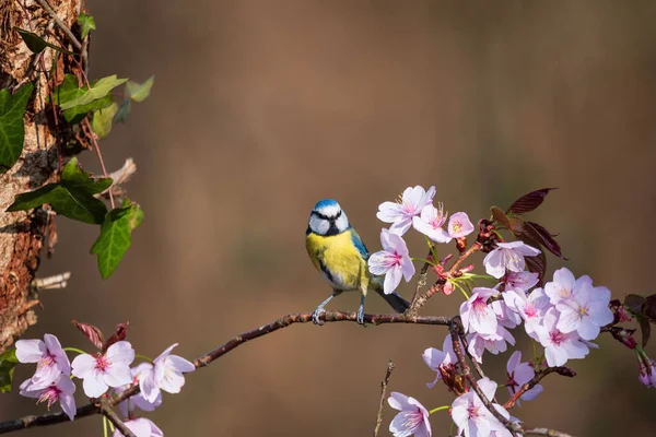 Beautiful Spring Image Blue Tit Cyanistes Caerulueus Bird Pink Blossom — Stockfoto