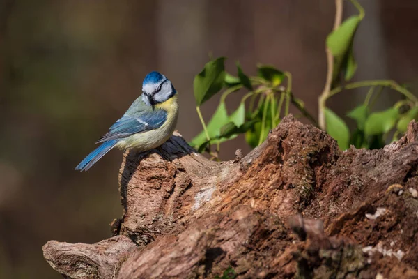 Beautiful Spring Landscape Image Blue Tit Cyanistes Caeruleus Bird Forest — Stockfoto