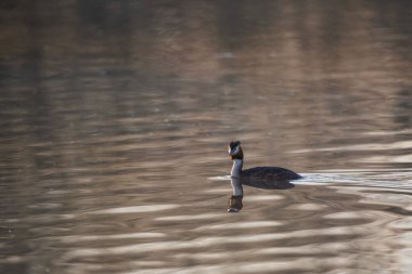 Great Crested Grebes Podiceps 'in güzel bir görüntüsü. Puslu göl yüzeyindeki çiftleşme mevsiminde.