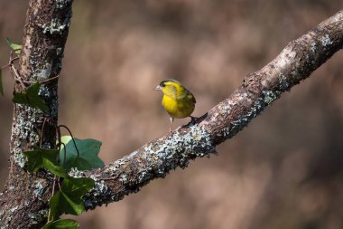 Sarı Siskin kuşu Spinus Spinus 'un Bahar Ormanı manzarasındaki güzel canlı görüntüsü.