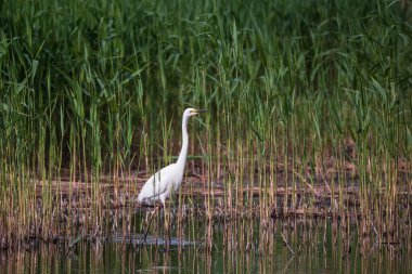 Güzel Büyük Beyaz Akbalıkçıl Ardea Alba Bahar 'da sulak alanlarda yiyecek arıyor.