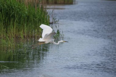 Güzel Büyük Beyaz Akbalıkçıl Ardea Alba 'nın bahar güneşi altında sulak alanlarda uçuşunun hoş bir görüntüsü. 
