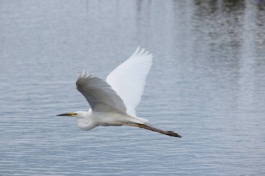Güzel Büyük Beyaz Akbalıkçıl Ardea Alba 'nın bahar güneşi altında sulak alanlarda uçuşunun hoş bir görüntüsü. 