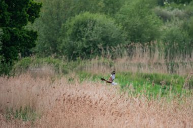Bataklık Harrier Sirki 'nin güzel bir görüntüsü. Aeruginosus yırtıcısı. Baharda bataklık arazisinde yiyecek arıyor.