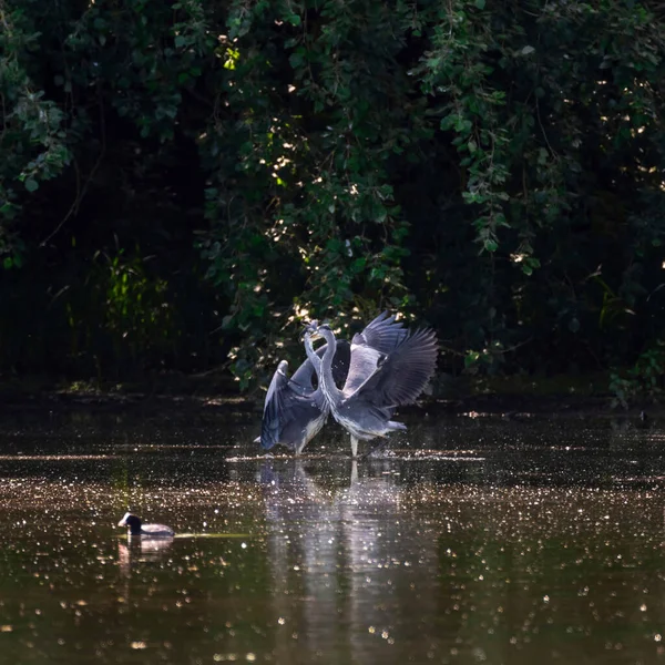 Hérons Gris Mâles Adultes Ardea Cinerea Battant Bord Lac Pendant — Photo