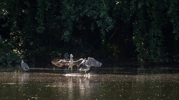 Yetişkin Erkek Gri Balıkçıl Ardea Cinerea Bahar Sabahı Göl Kenarında — Stok fotoğraf