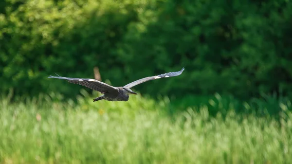 Schönes Bild Des Graureihers Ardea Cinerea Vogel Flug Während Sonnigem — Stockfoto