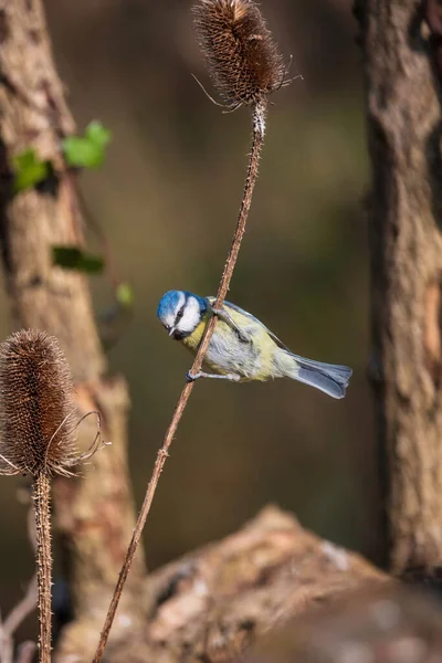 Beautiful Spring Landscape Image Blue Tit Cyanistes Caeruleus Bird Forest — ストック写真
