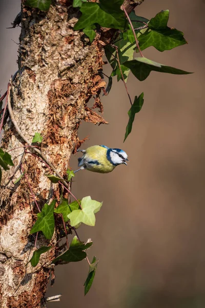 Beautiful Spring Landscape Image Blue Tit Cyanistes Caeruleus Bird Forest — Foto Stock