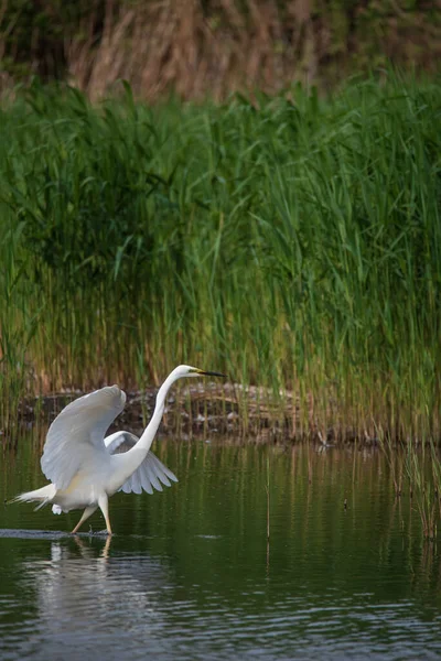 Hermosa Gran Garza Blanca Ardea Alba Busca Alimento Los Juncos —  Fotos de Stock