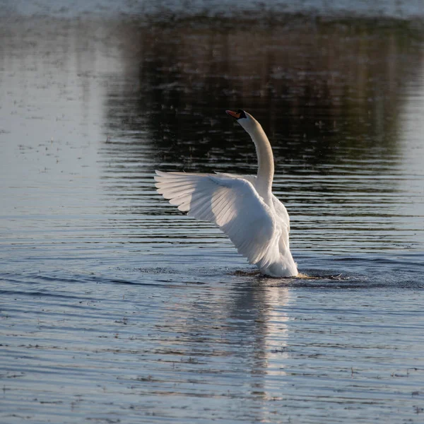 Schöner Höckerschwan Cygnus Olor Auf See Mit Aufgespreizten Flügeln Die — Stockfoto