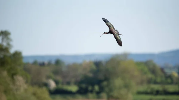 Parlak Ibis Plegadis Falcinellus Bahar Daki Sulak Arazi Üzerinde Uçarken — Stok fotoğraf
