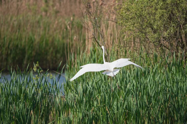 Preciosa Imagen Hermosa Gran Grulla Blanca Ardea Alba Vuelo Sobre — Foto de Stock