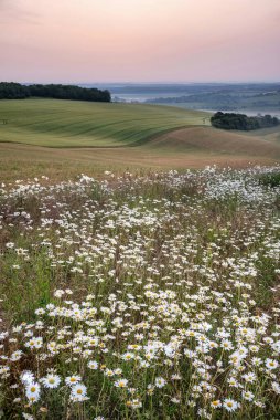 Güzel yaz gündoğumu manzarası uzaktan sisli ve sisli güneşli tarlalara bakıyor.