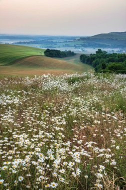 Güzel yaz gündoğumu manzarası uzaktan sisli ve sisli güneşli tarlalara bakıyor.