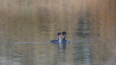 Great Crested Grebes Podiceps 'in güzel bir görüntüsü. Puslu göl yüzeyindeki çiftleşme mevsiminde.