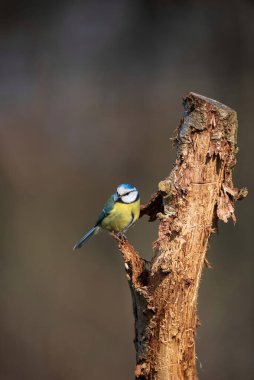 Beautiful Spring landscape image of Blue Tit Cyanistes Caeruleus bird in forest perched on tree branch