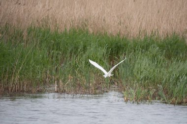 Güzel Büyük Beyaz Akbalıkçıl Ardea Alba 'nın bahar güneşi altında sulak alanlarda uçuşunun hoş bir görüntüsü. 